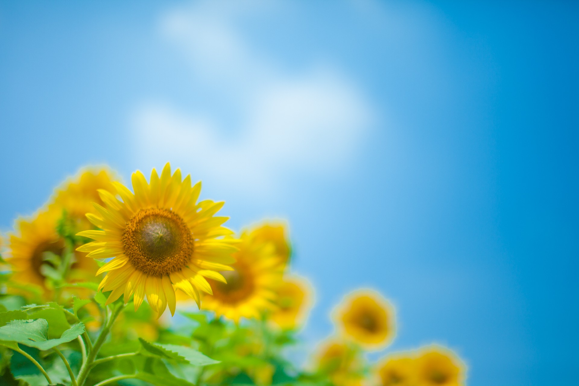 夏.jpg