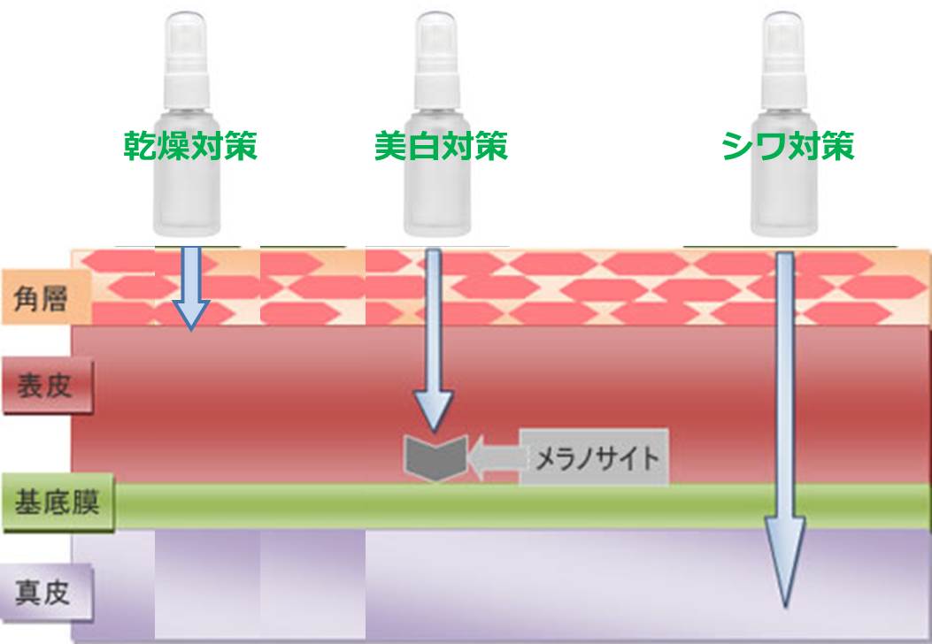 浸透.jpg